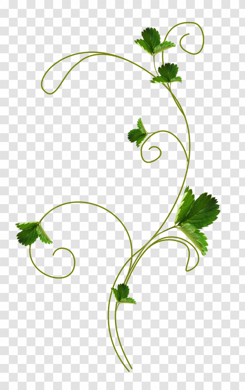 Clip Art Strawberry Fruit Leaf - Berries Transparent PNG