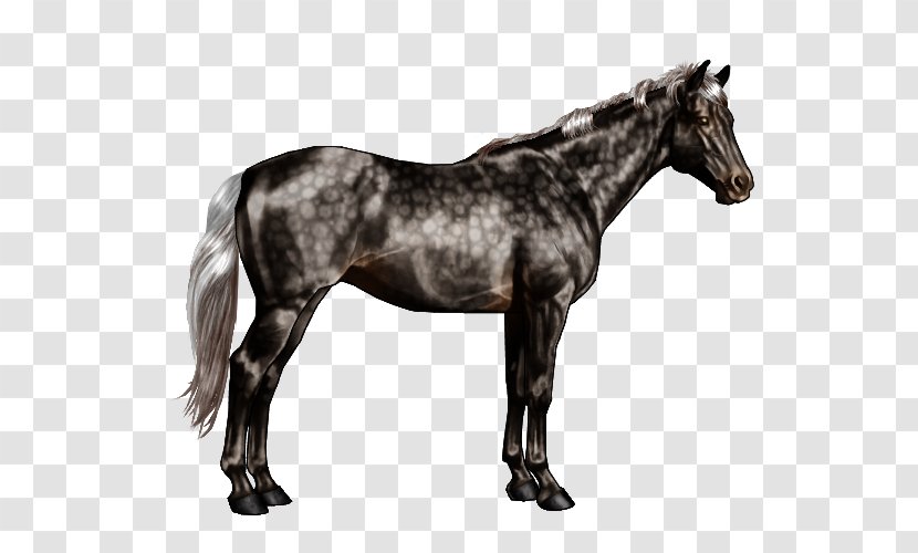 Horse Markings Chestnut Pinto Equine Coat Color - Mane Transparent PNG