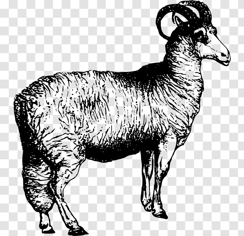 Blackhead Persian Sheep Welsh Mountain Argali Alpaca Clip Art - Terrestrial Animal - Goat Transparent PNG