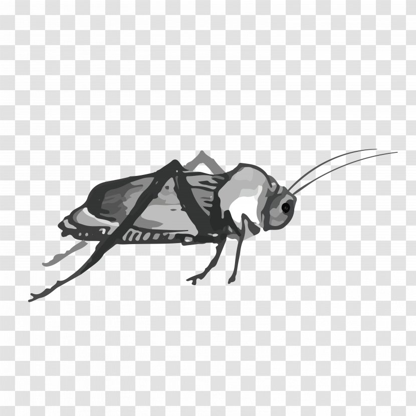 Cockroach Insect - Ink - Water Cricket Transparent PNG