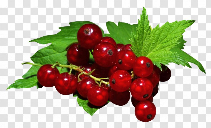 Gooseberry Redcurrant Zante Currant Blackcurrant Raspberry Transparent PNG