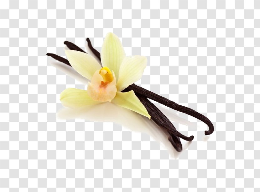 Ice Cream Milkshake Vanilla Extract - Chocolate Transparent PNG