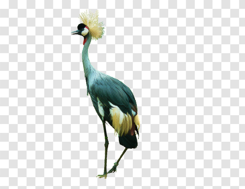 Bird Crane-like Bird Beak Crane Whooping Crane Transparent PNG