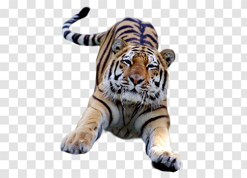 Bengal Tiger Desktop Wallpaper Clip Art - Terrestrial Animal - Photo Transparent PNG