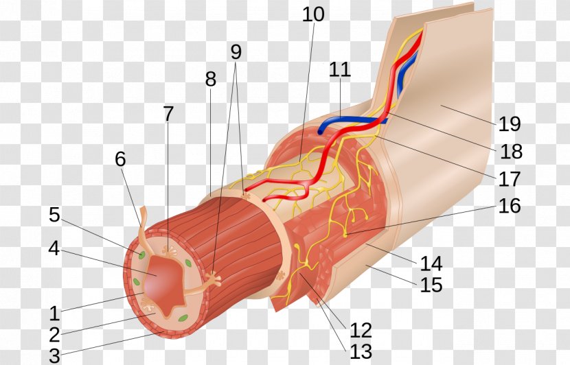 Myenteric Plexus Submucous Muscular Layer Gastrointestinal Tract - Frame - Digestive Vector Transparent PNG