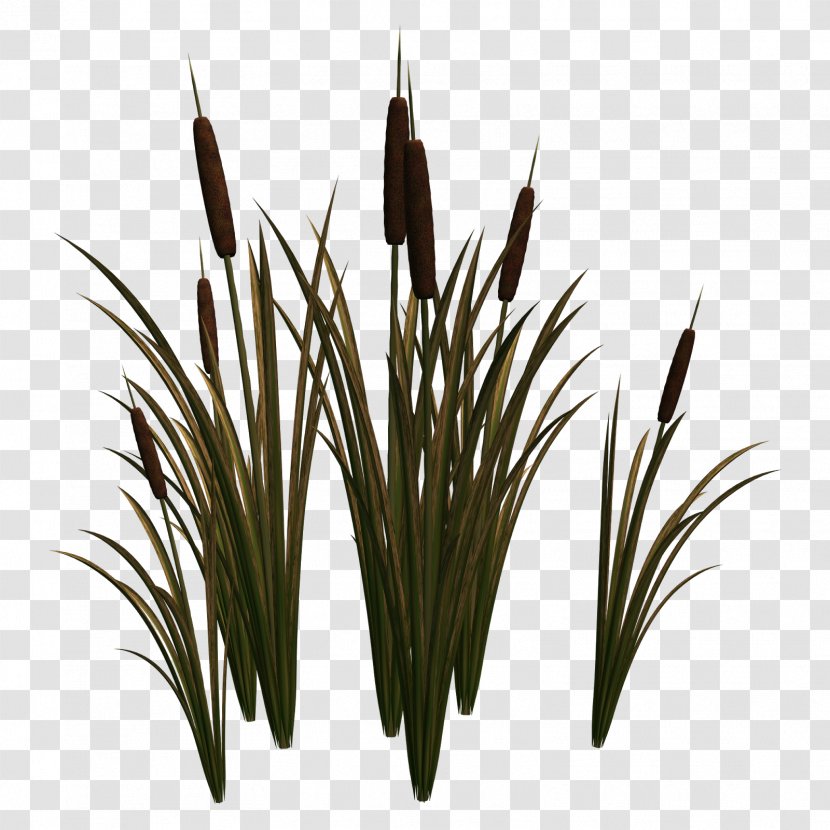 Sweet Grass Commodity - Hill Transparent PNG