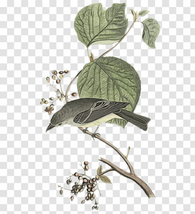 Twig Flora Leaf Herb Beak Transparent PNG
