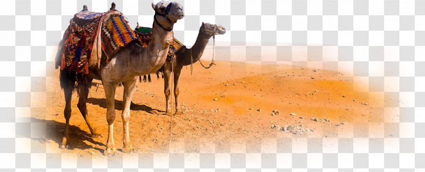 Camel Morocco Desert - Horse Like Mammal - Clipart Transparent PNG