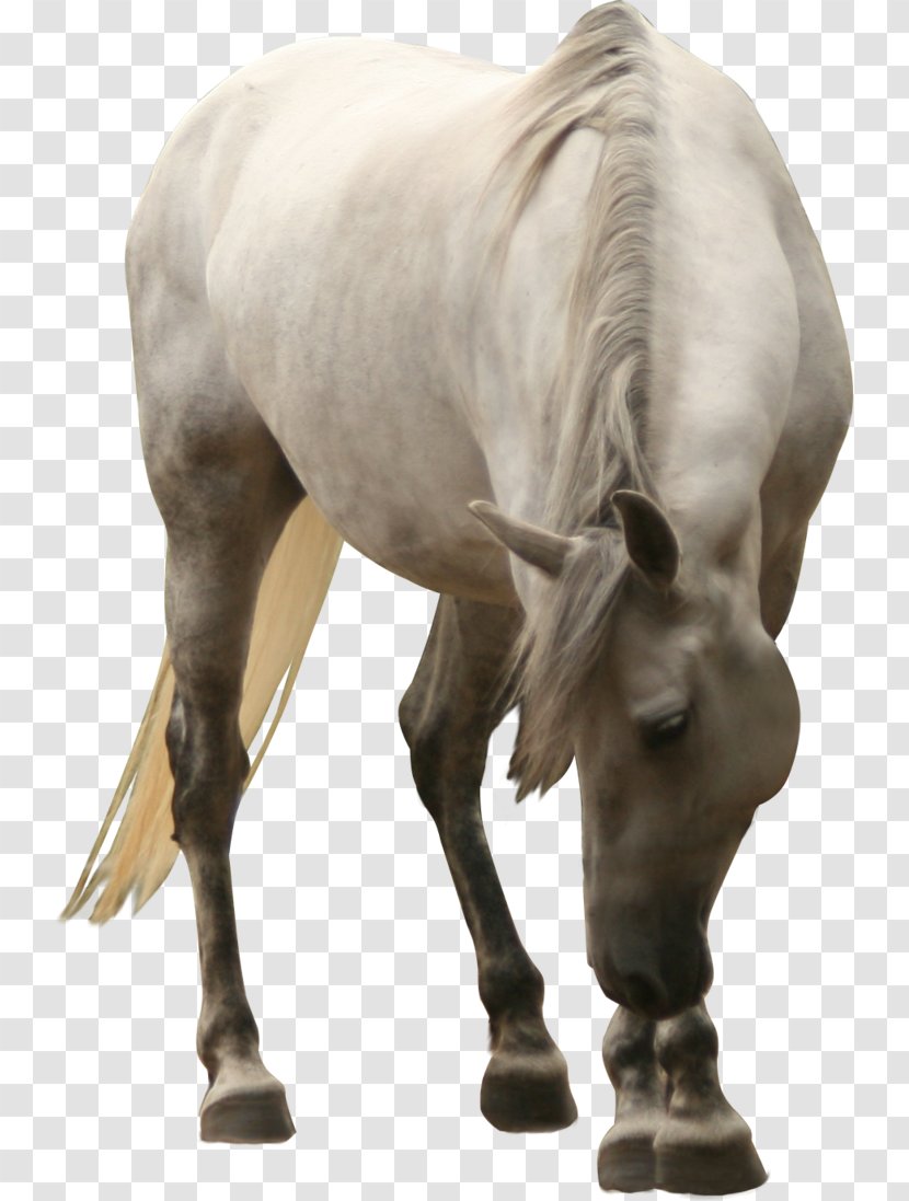 Horse White Clip Art - Mane - Bow The Big Transparent PNG