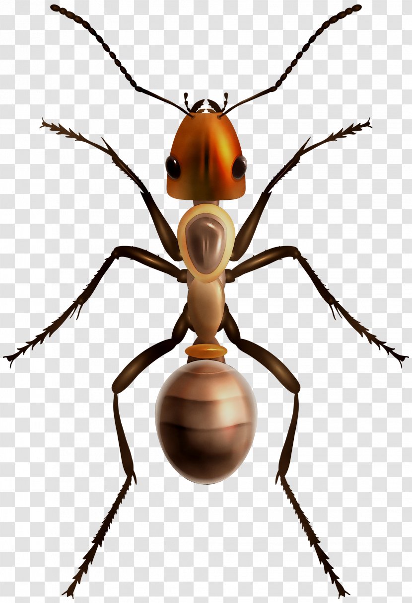 Ant Vector Graphics Clip Art Insect Stock Photography - Parasite - Invertebrate Transparent PNG