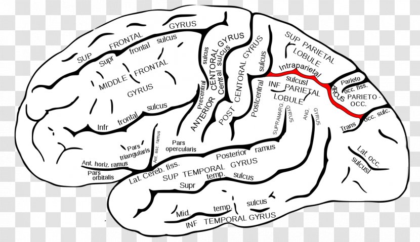 Superior Temporal Sulcus Gyrus Middle Lobe - Tree - Brain Transparent PNG