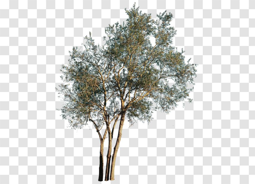 Olive Tree - Woody Plant - Flower California Live Oak Transparent PNG