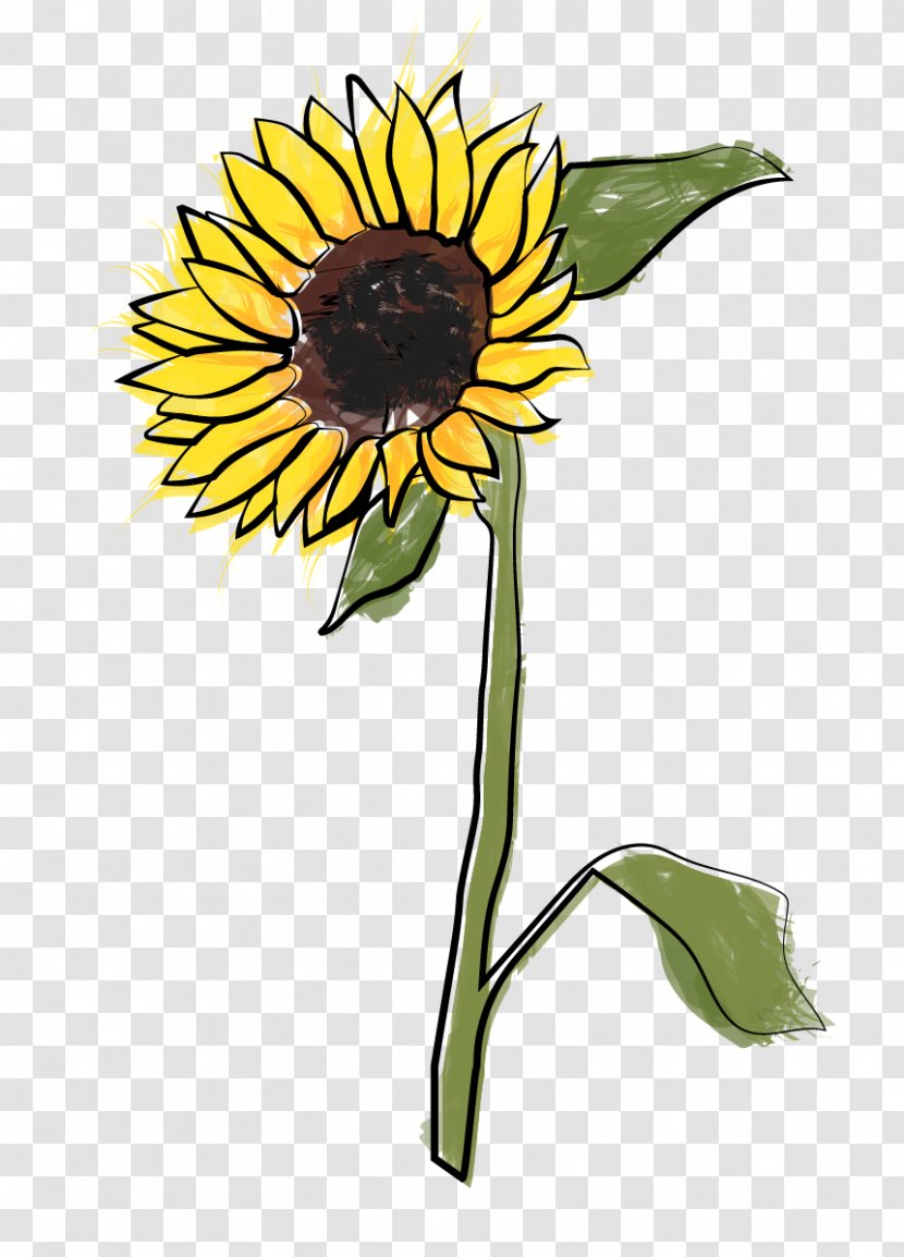 Common Sunflower Seed Cut Flowers Plant Stem Petal - Flower - Oil Transparent PNG