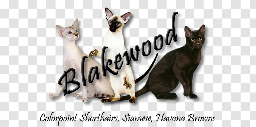 Kitten Siamese Cat Domestic Short-haired Havana Brown Show - Shorthaired Transparent PNG