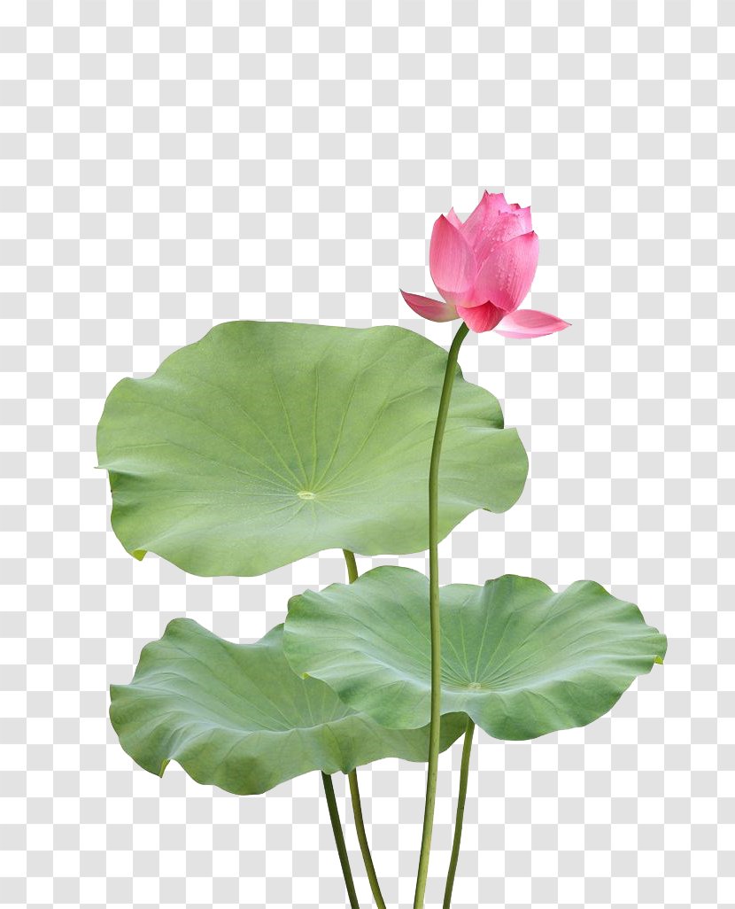 Nelumbo Nucifera Leaf Photography - Flower - Lotus Picture Transparent PNG