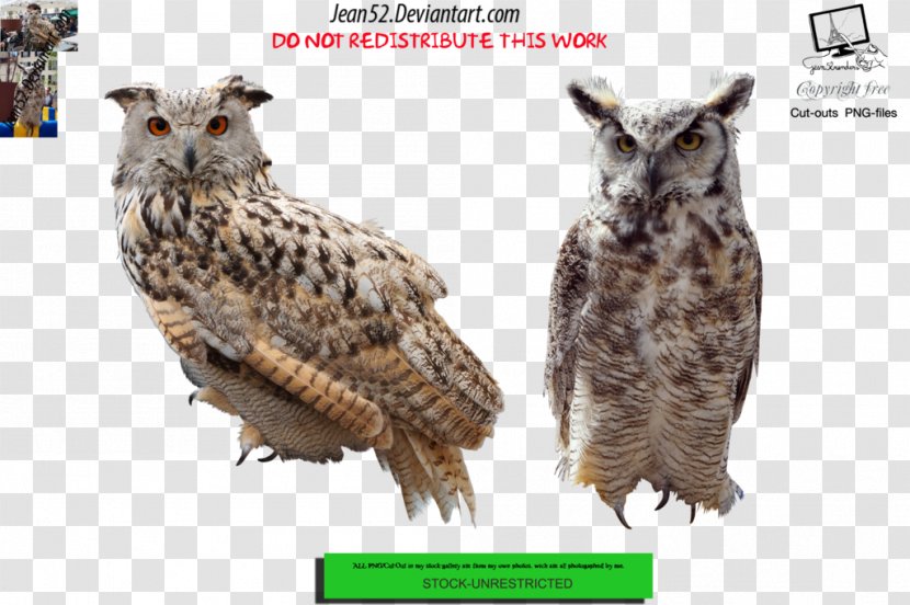 Bird Of Prey DeviantArt Owl - Animal Transparent PNG