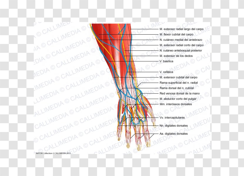 Finger Forearm Nerve Anatomy - Heart - Arm Transparent PNG