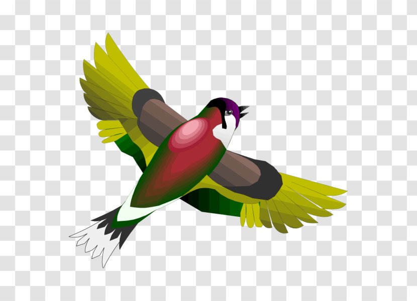 Bird Day Swallow Parrot Parakeet - Fauna Transparent PNG