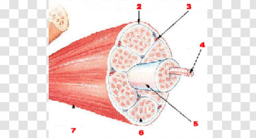 Skeletal Muscle Tissue Human Skeleton Muscular System - Flower Transparent PNG