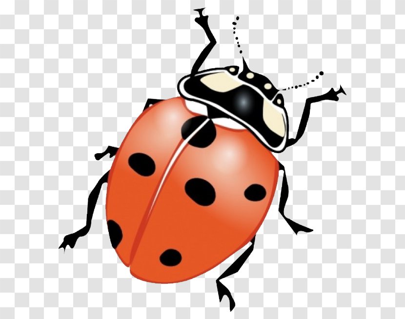 Insect Clip Art - Ladybird - Ladybug Transparent PNG