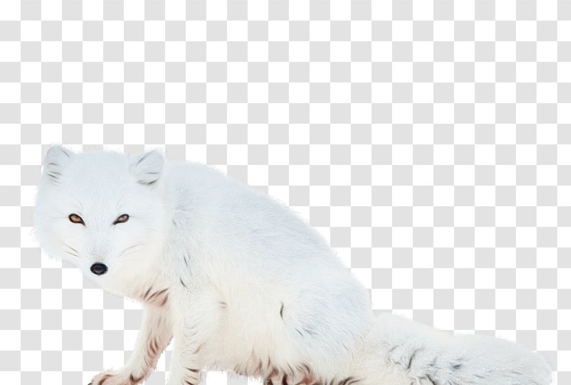 Arctic Fox White Wildlife Animal Figure - Watercolor - Fur Transparent PNG