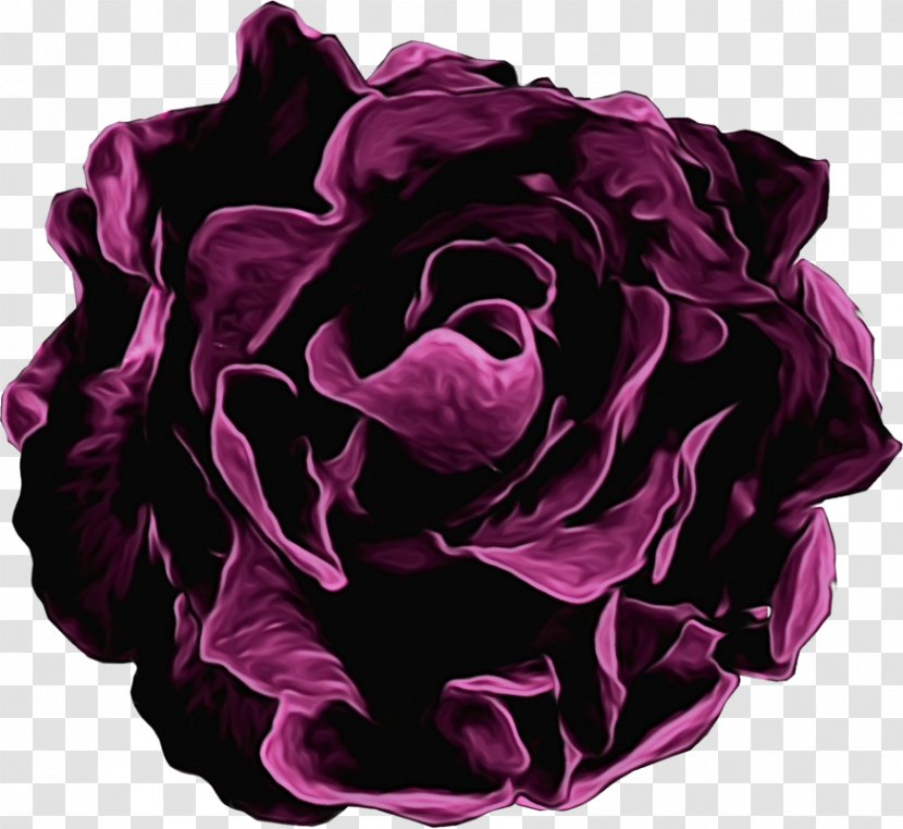 Garden Roses - Violet - Plant Hybrid Tea Rose Transparent PNG