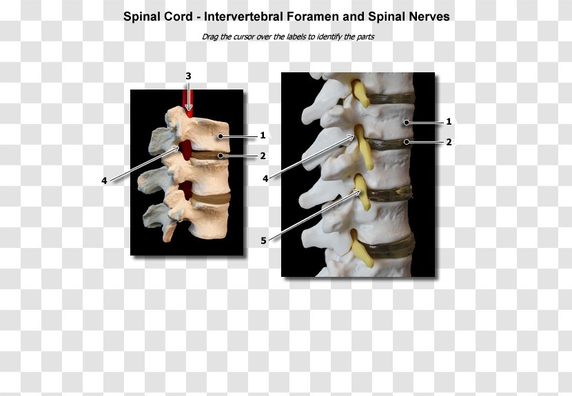 Intervertebral Foramen Spinal Nerve - Hand - Physiology Transparent PNG