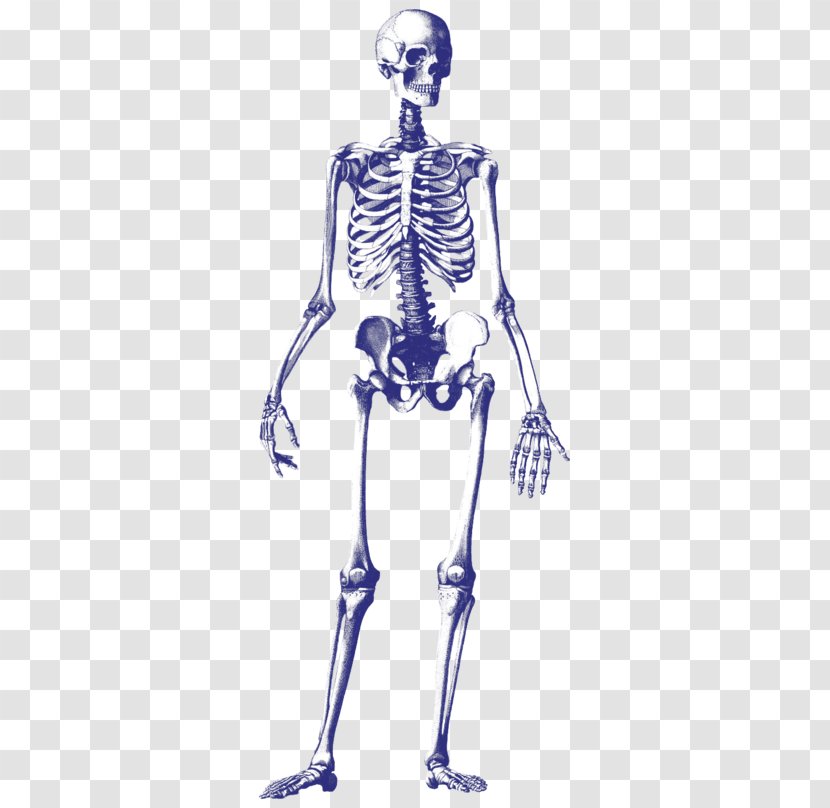 Human Skeleton Drawing Skull - Silhouette Transparent PNG