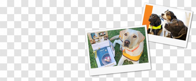Dog Photographic Paper Picture Frames - Photography Transparent PNG