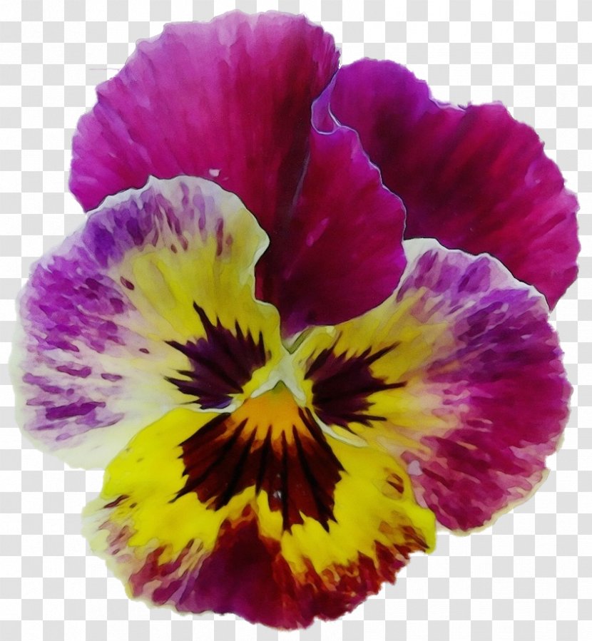 Flower Flowering Plant Petal Pansy Wild - Violet Family Yellow Transparent PNG