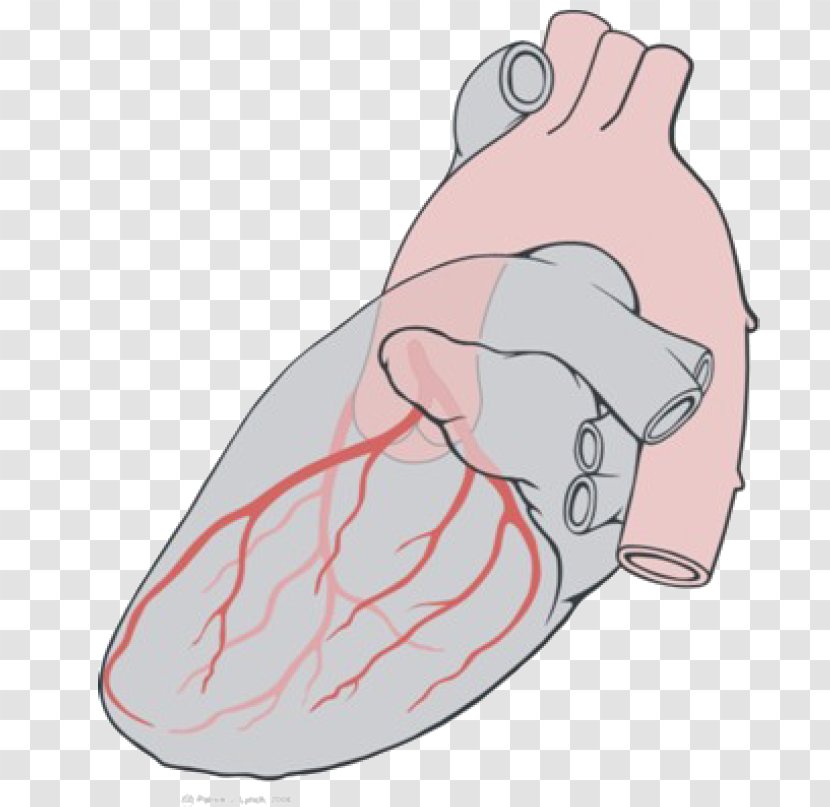 Circumflex Branch Of Left Coronary Artery Heart Arteries - Tree - Circulatory System Transparent PNG