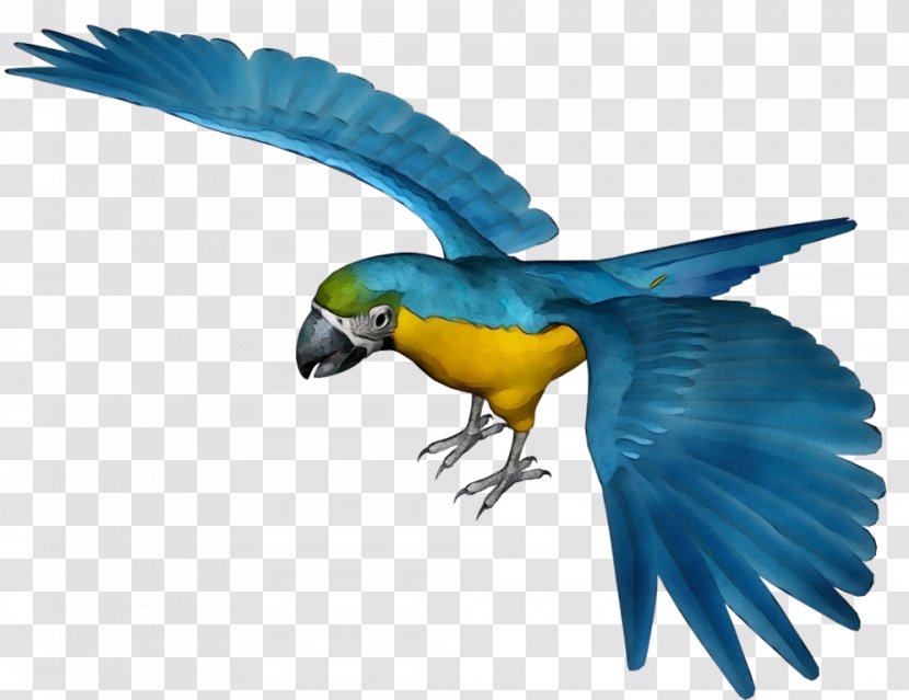 Bird Parrot - Wing - Tail Transparent PNG