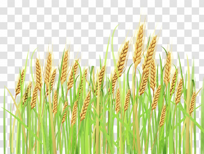 Wheat - Plant - Hordeum Rye Transparent PNG