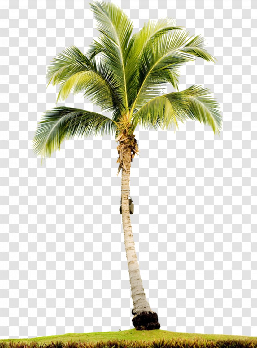 Arecaceae Tree Stock Photography Royalty-free - Royaltyfree Transparent PNG