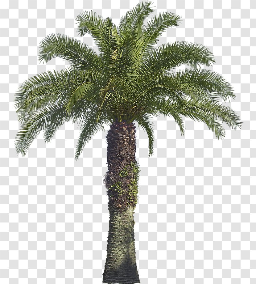 Arecaceae Tree Coconut Babassu Areca Palm - Pine Transparent PNG