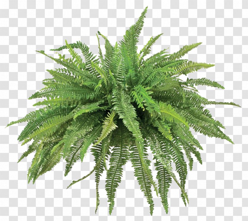 Fern Plant Agave - Green - SEE Transparent PNG