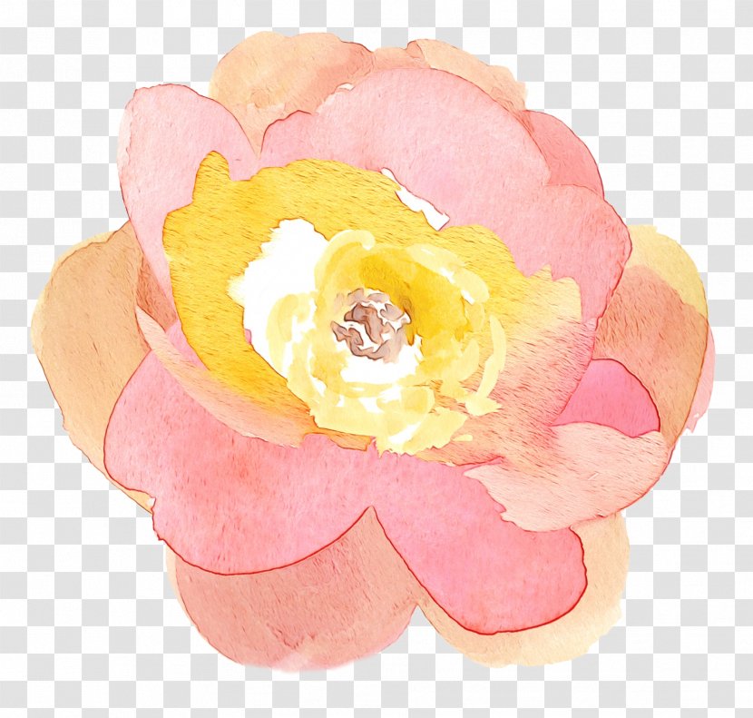 Cabbage Rose Cut Flowers Petal Pink M - Garden Roses - Begonia Transparent PNG