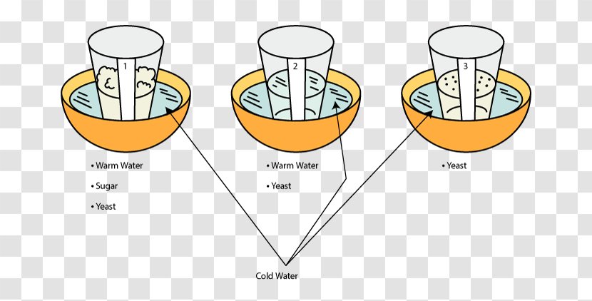 Experiment Baker's Yeast Biology Bread - Secondary Education Transparent PNG