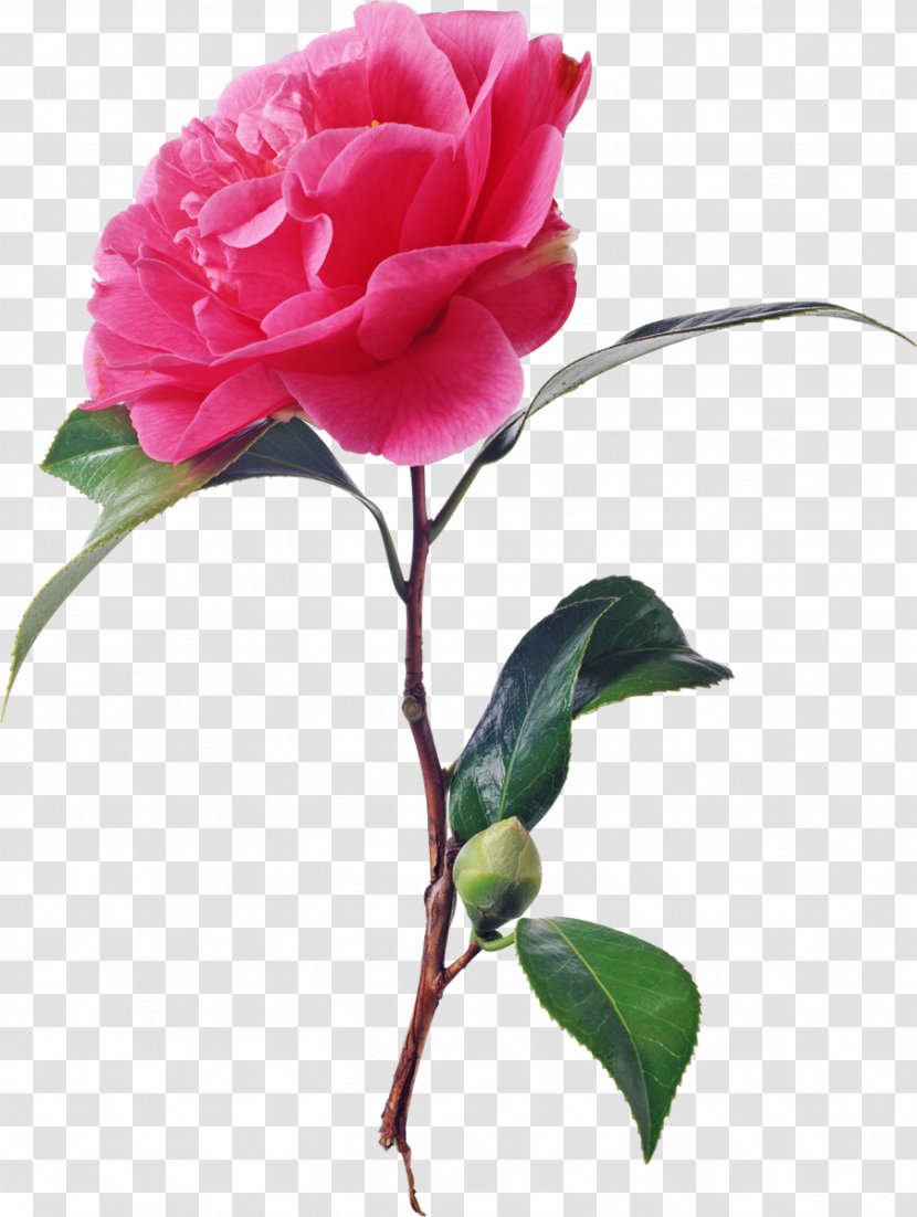 Garden Roses Flower Animation - China Rose Transparent PNG