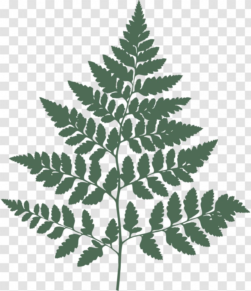 Fern Wall Decal Botany - Leaf Transparent PNG