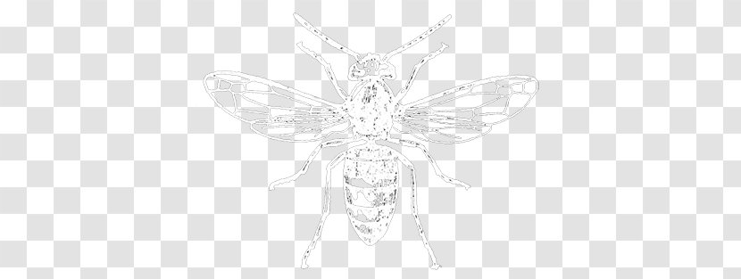 Butterfly Insect Wing Line Art Sketch - Monochrome Photography Transparent PNG