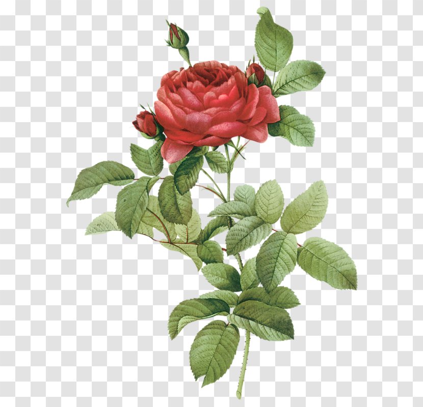 Roses French Rose Damask Flower - Garden Transparent PNG