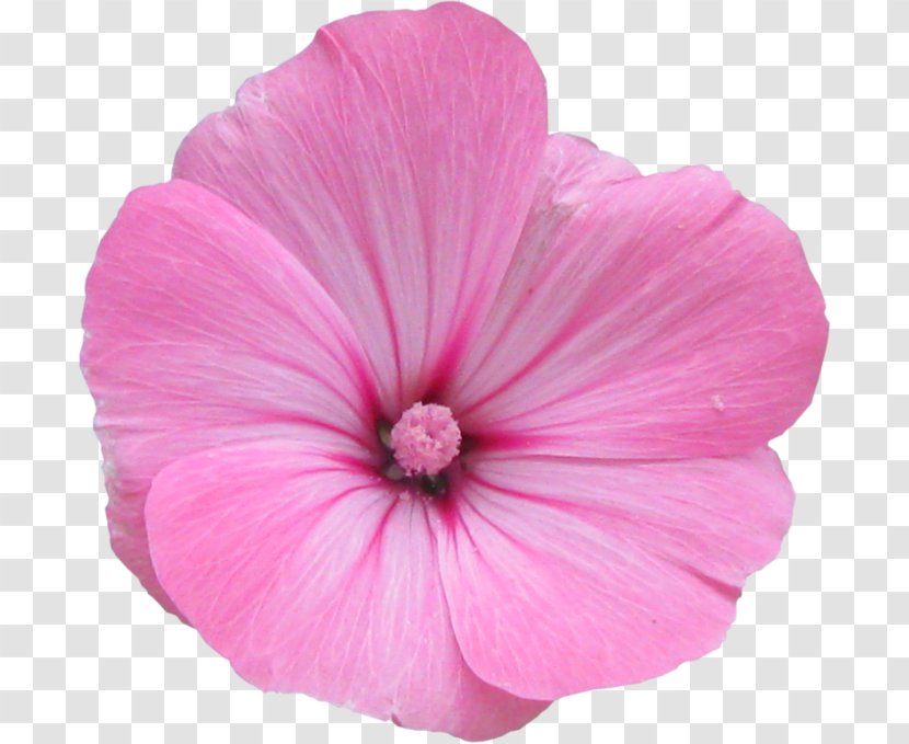 Mallow Flower Photography - Hibiscus Transparent PNG