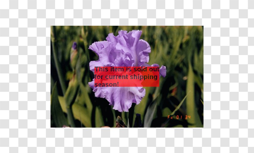 Annual Plant Herbaceous Violet Family Transparent PNG