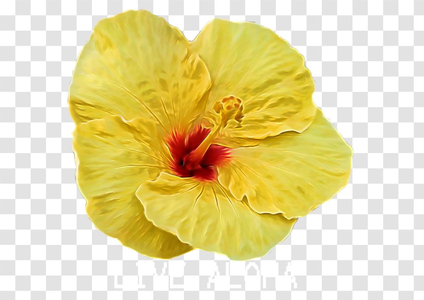 Shoeblackplant Flower Mallows Seed - Plants - Hibiscus Transparent PNG