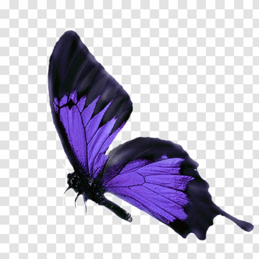 Butterfly Insect Image Purple Cyan - Download Transparent PNG