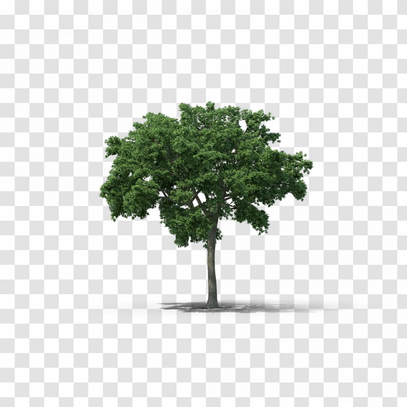 Tree Elm Woody Plant Transparent PNG