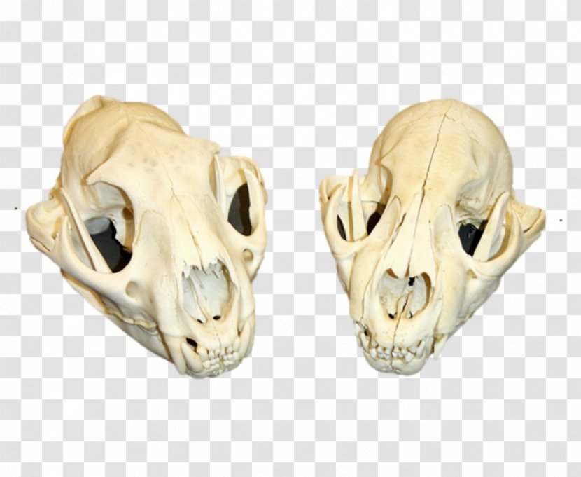 Cougar Skull Lion Tooth Head - Granny Pig Transparent PNG