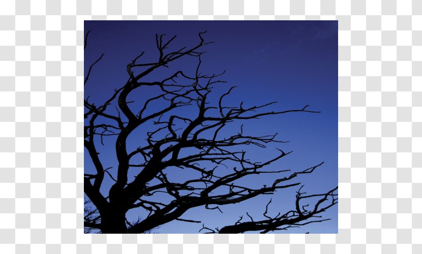 Stock Photography Illustrator Artist - Branch - Environment Tree Transparent PNG