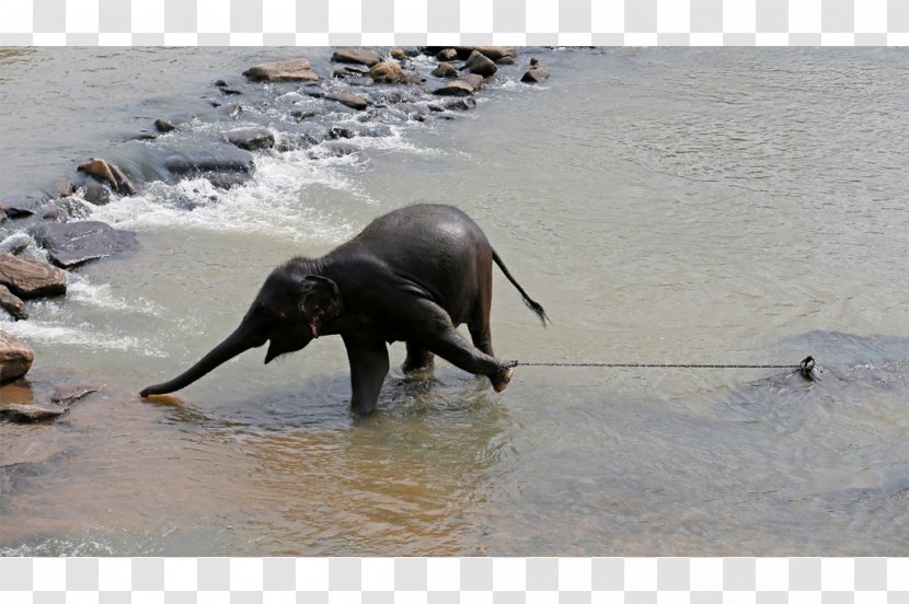 Indian Elephant African Pinnawala Orphanage Pachydermata - Terrestrial Animal Transparent PNG